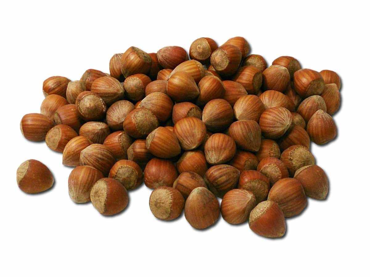 Фундук лесной